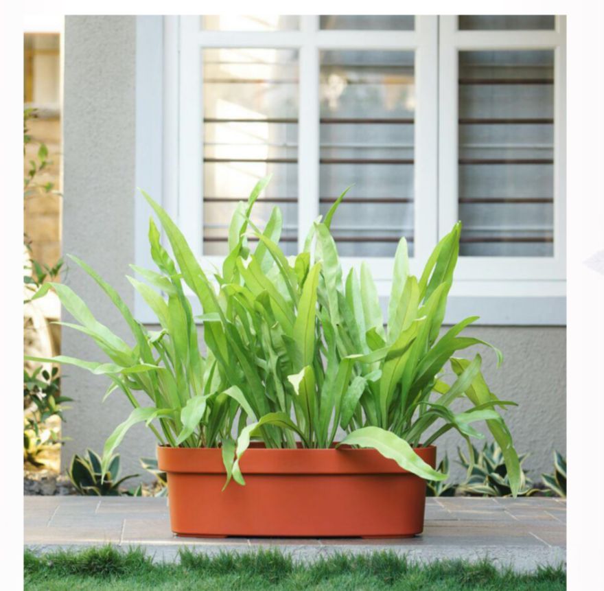 Rectangular terracotta planter for windows

