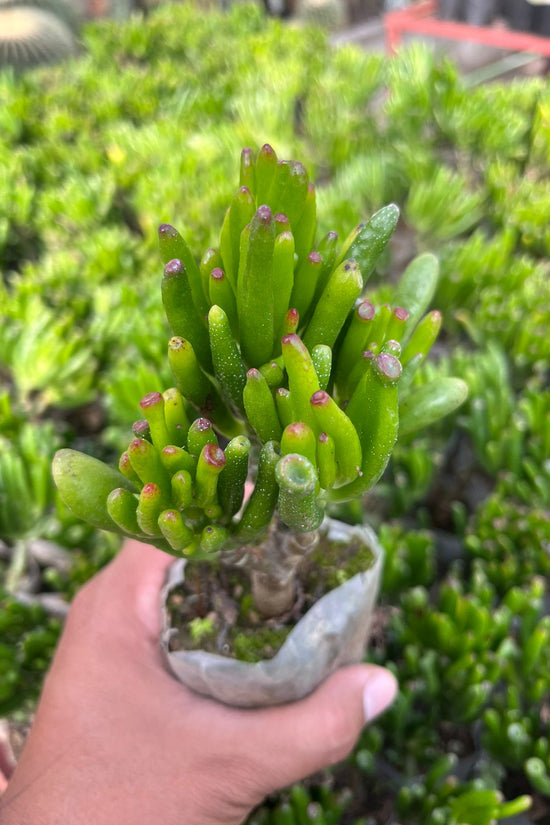 Crassula Ovata Gollum succulent plant

