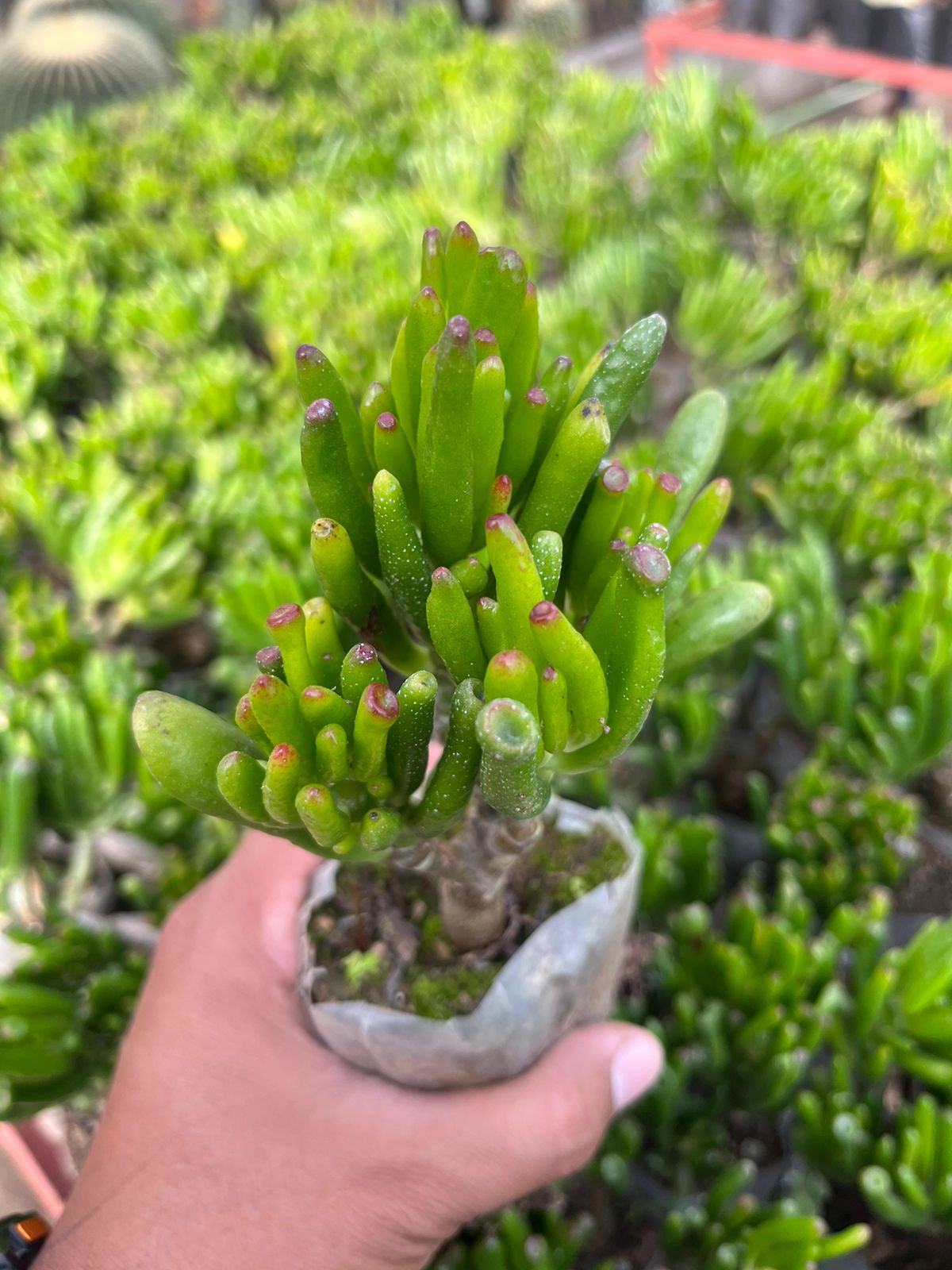 Crassula Ovata Gollum succulent plant
