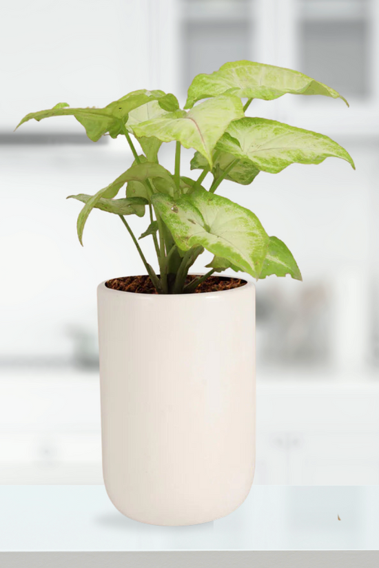 Glossy white ceramic planter
