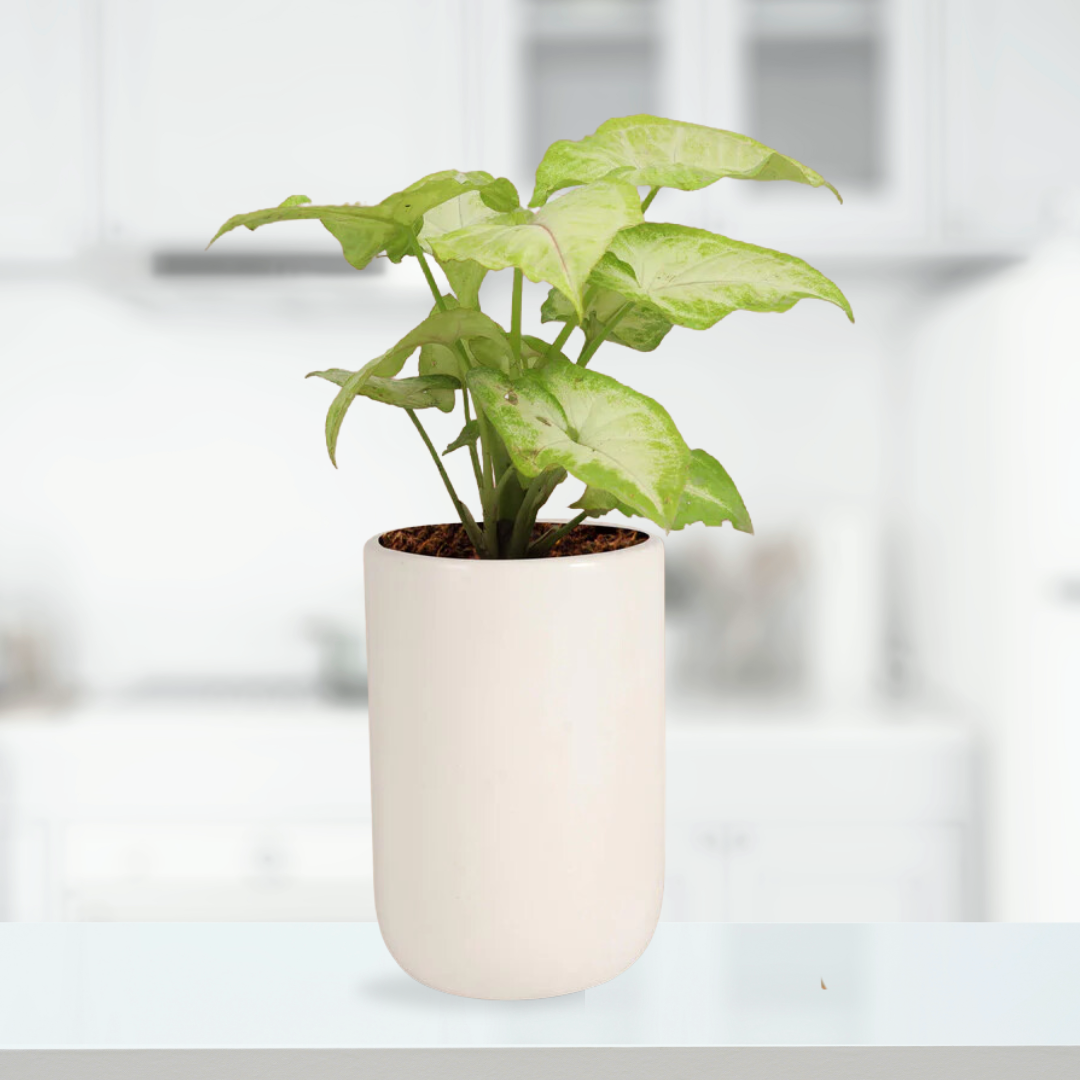 Glossy white ceramic planter
