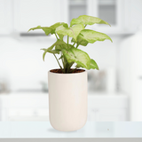 White Ceramic Planter | Statement Ceramic Pot - Gardengram