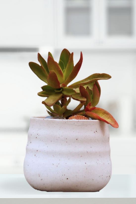 White gift-friendly ceramic plant pot
