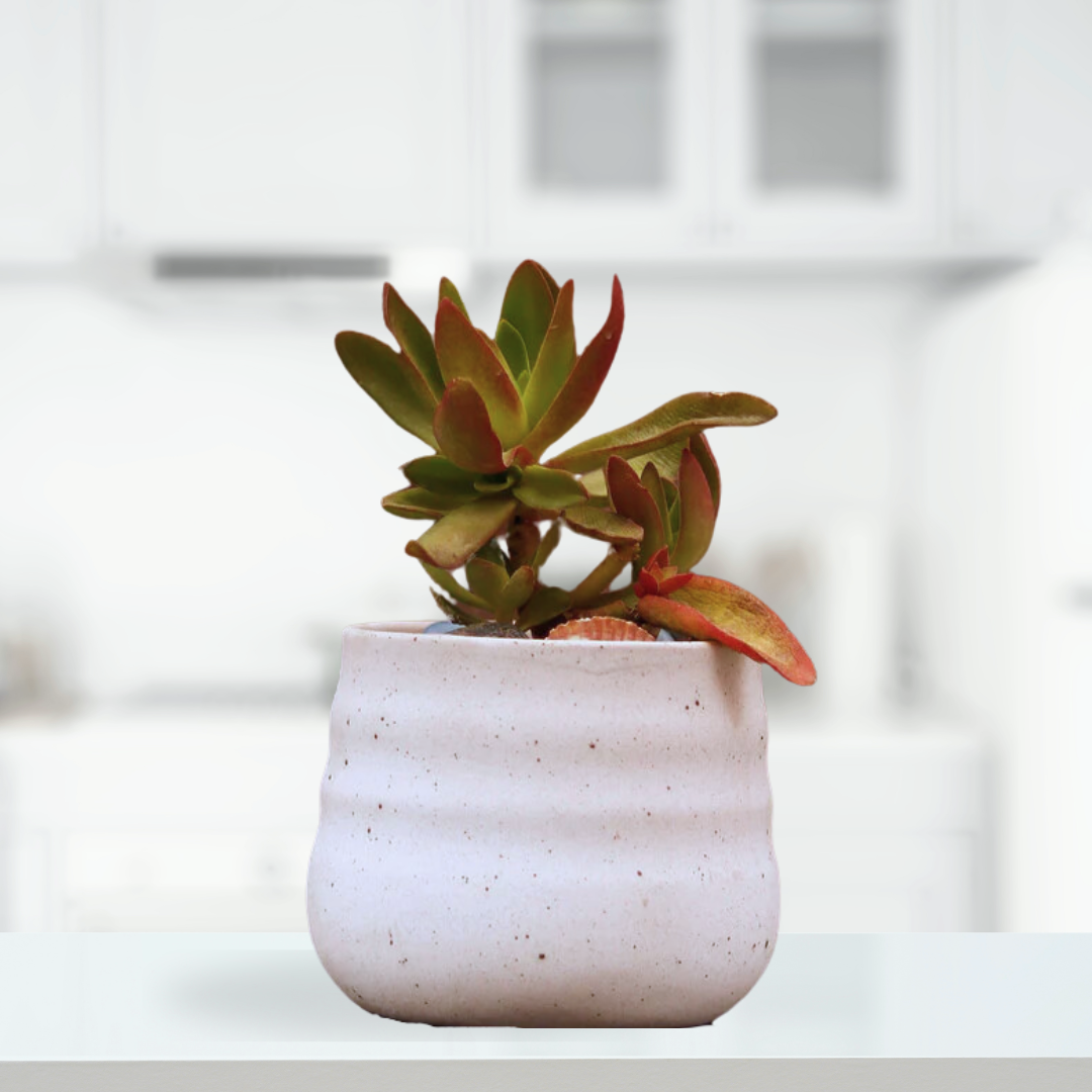 White Ceramic Pot - 10cm Height | Top-Grade Clay | Drainage Hole - Gardengram