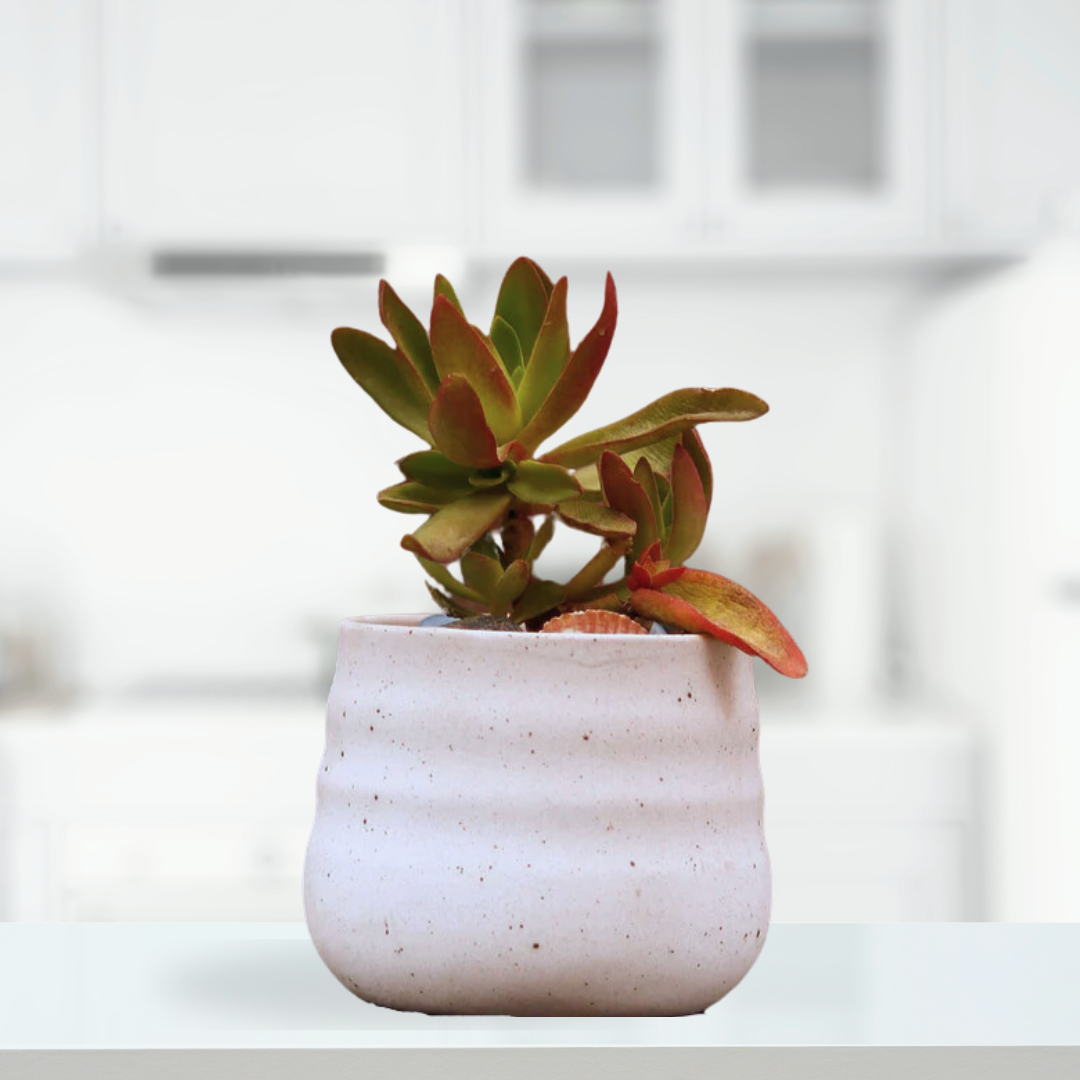 White gift-friendly ceramic plant pot
