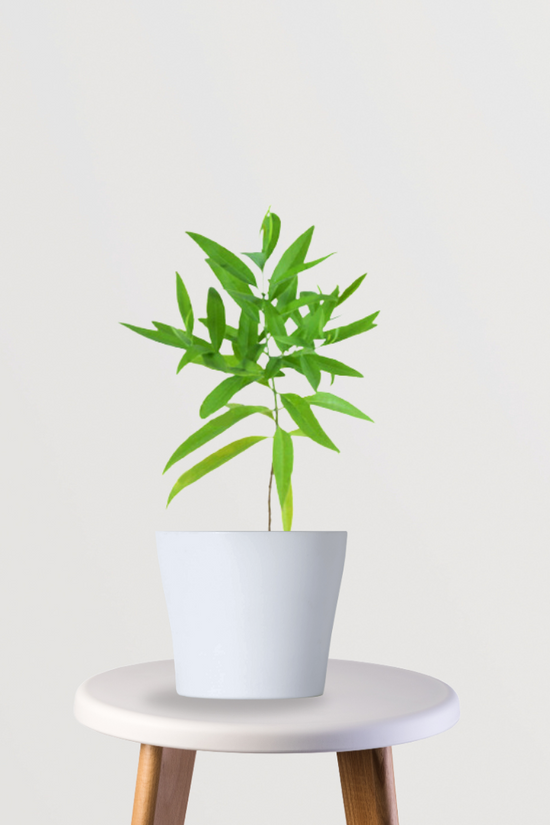 White Sandalwood tree for home garden