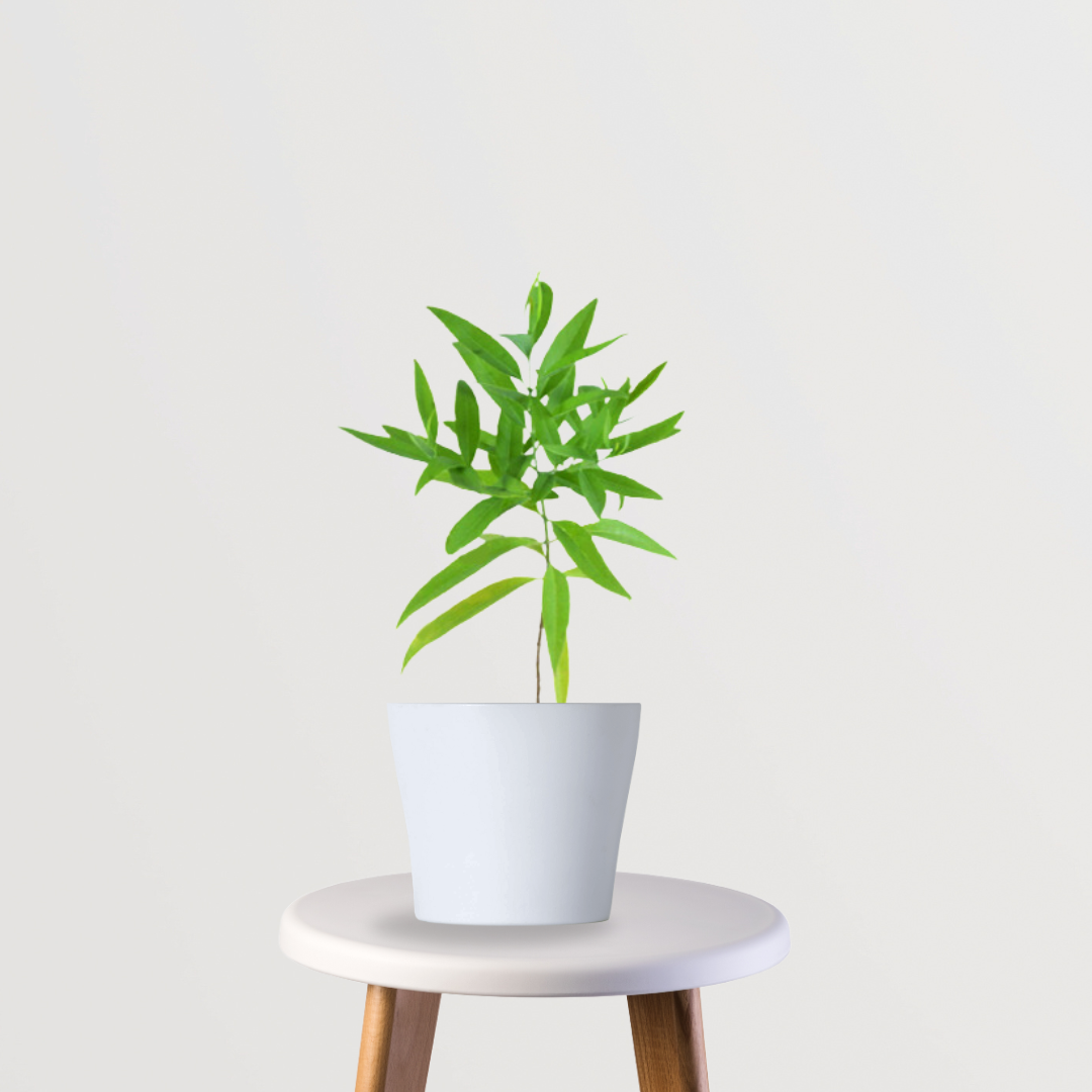 White Sandalwood tree for home garden