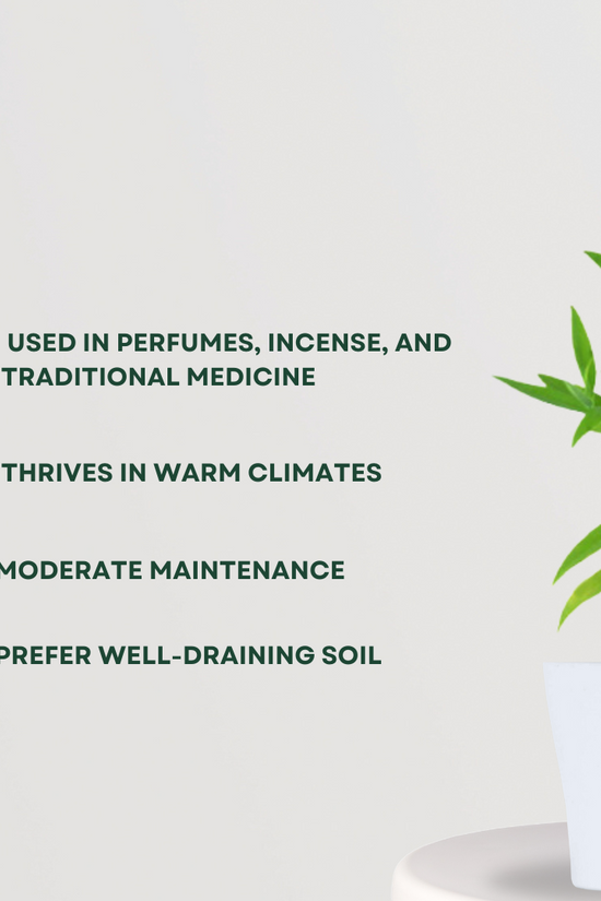 White Sandalwood tree for home garden