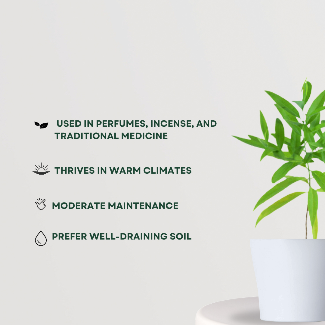 White Sandalwood tree for home garden