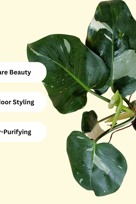 Top-down view of Monstera White Wizard plant 