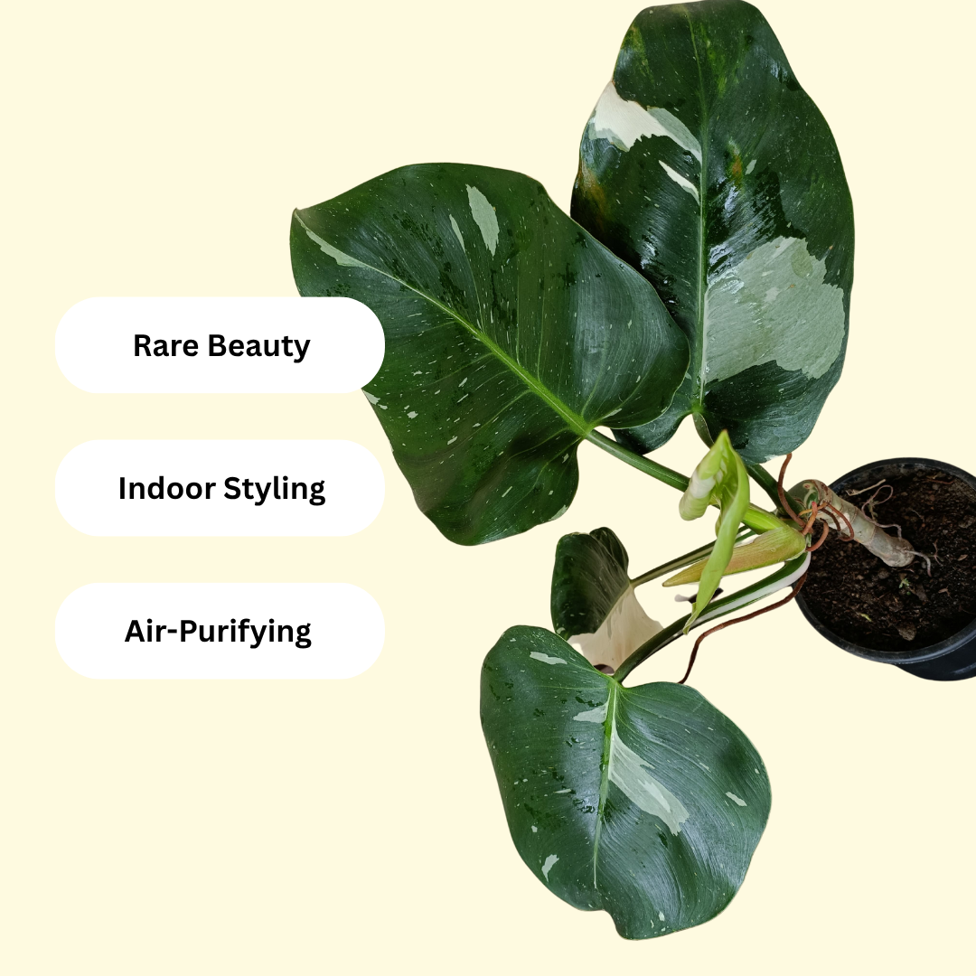 Top-down view of Monstera White Wizard plant 