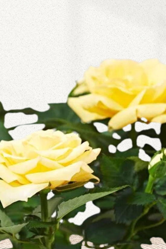 Multi-color rose flowering plant
