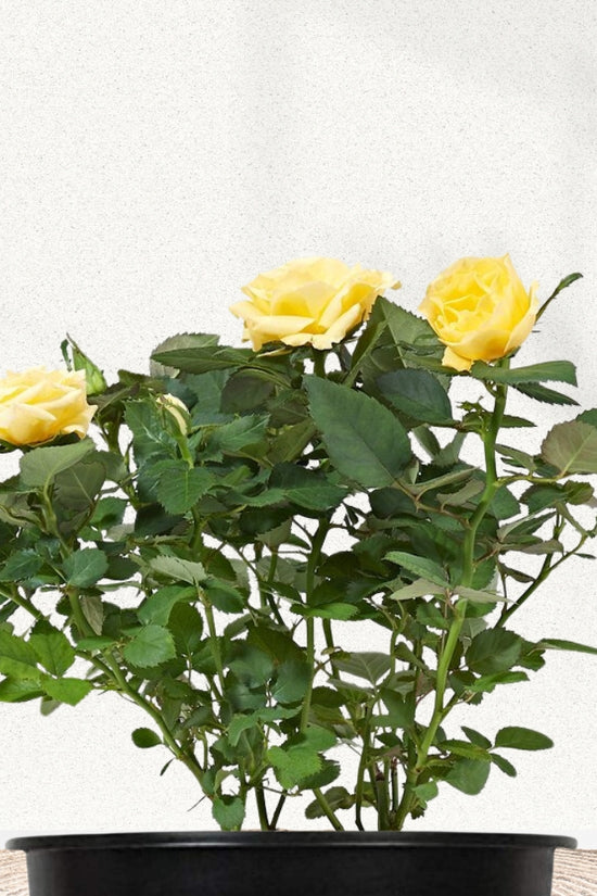 Multi-color rose flowering plant
