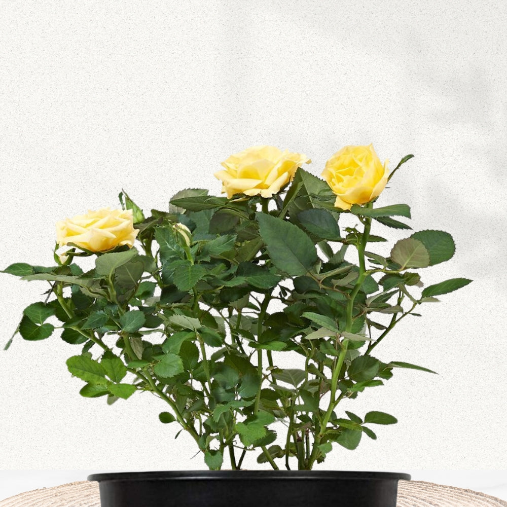 Multi-color rose flowering plant
