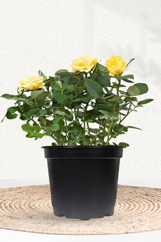 Multi-color rose flowering plant
