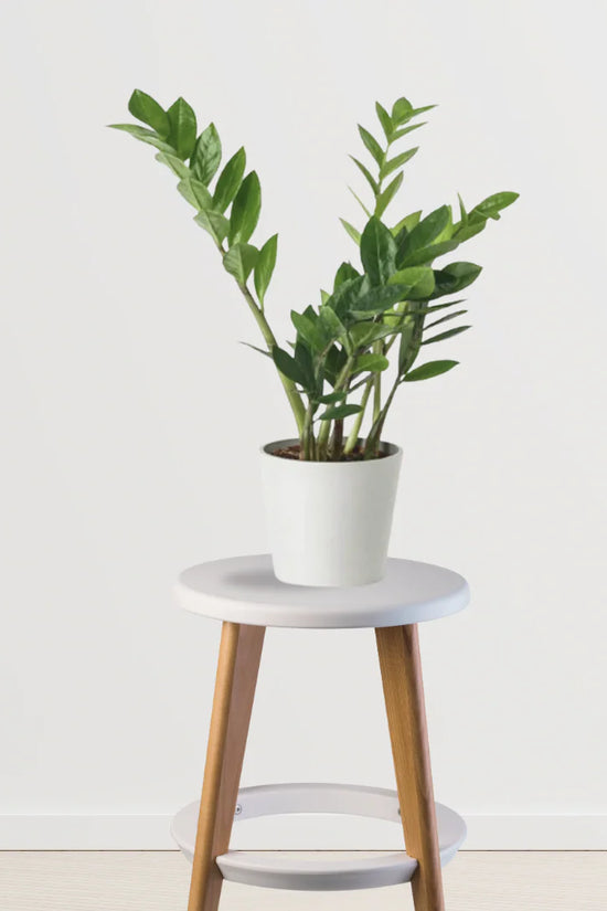 Easy Green Starter Pack(Snake Plant, ZZ Plant, Money Plant)