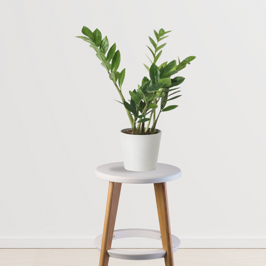 ZZ plant Air Purifier Indoor Plants for Home/ White Ceramic Pot - Gardengram
