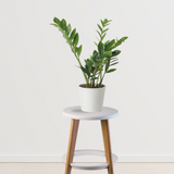 ZZ plant Air Purifier Indoor Plants for Home/ White Ceramic Pot