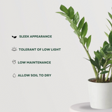 ZZ plant Air Purifier Indoor Plants for Home/ White Ceramic Pot - Gardengram