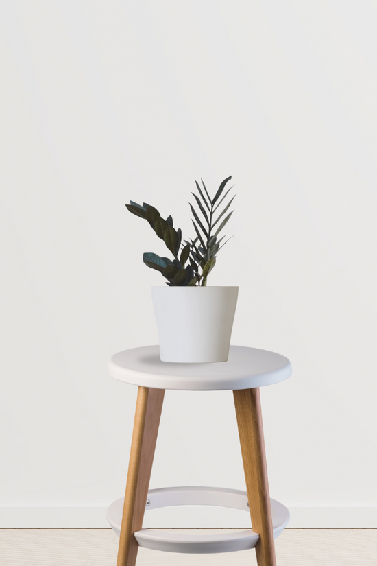 Raven black ZZ plant - air purifier
