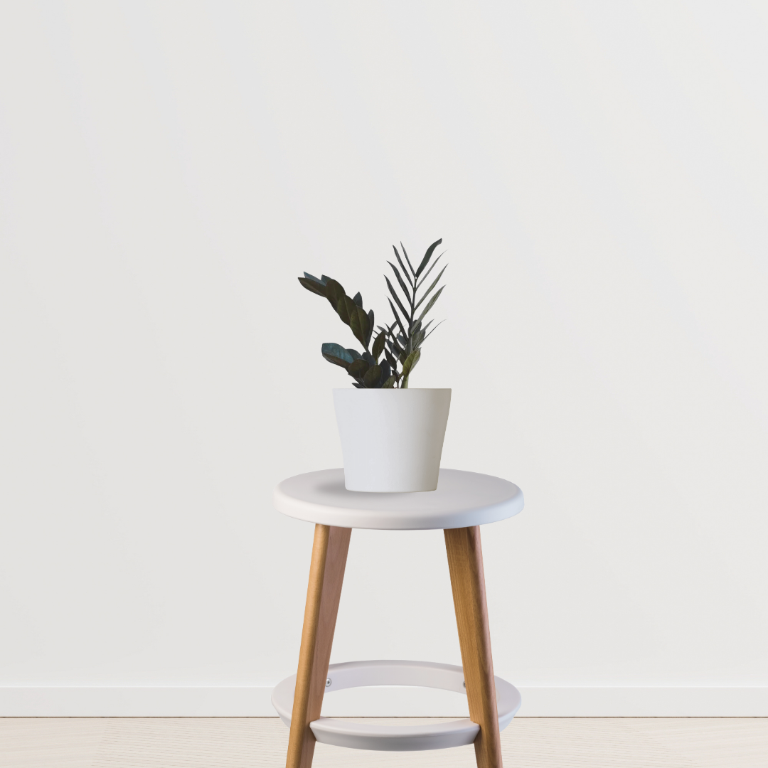 Raven black ZZ plant - air purifier
