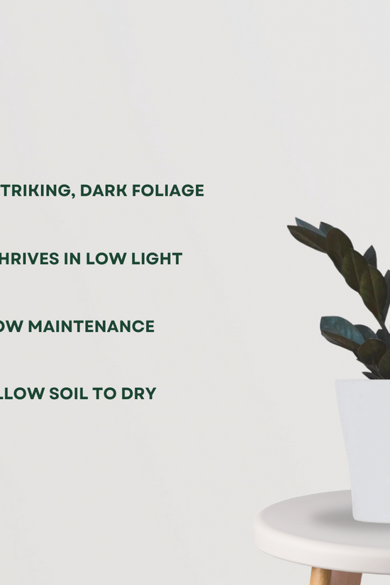 Raven black ZZ plant - air purifier
