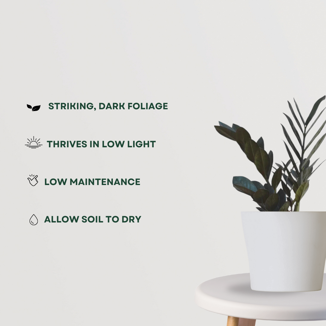Raven black ZZ plant - air purifier
