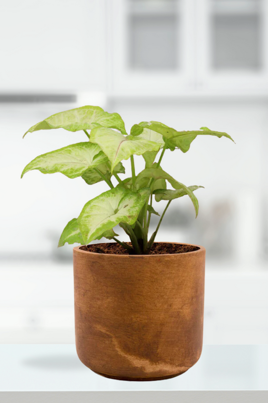 Vintage-style Gardengram planter
