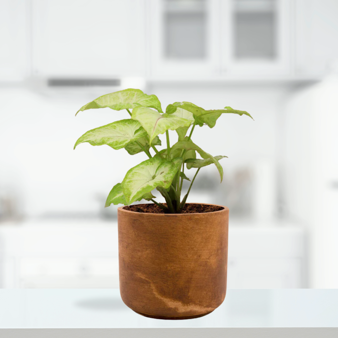 Vintage-style Gardengram planter
