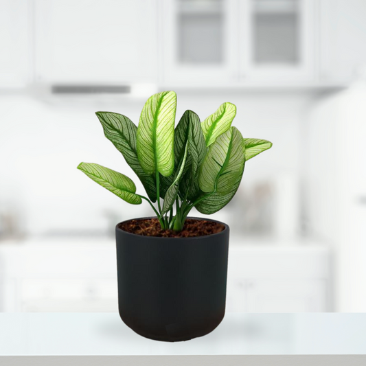 Zeno matte black indoor ceramic pot