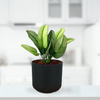 Zeno Black Planter