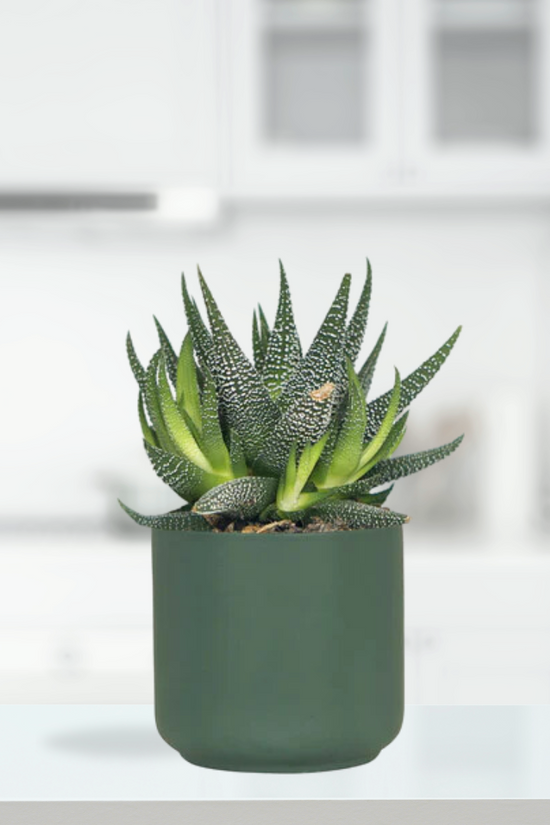 Dark green ceramic jungle-style planter
