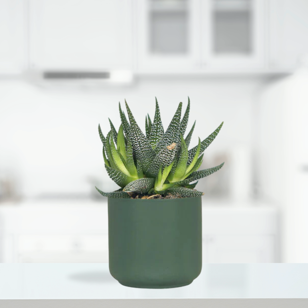 Dark green ceramic jungle-style planter
