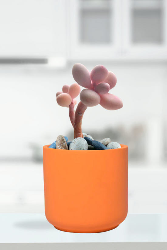 Zeno ceramic planter - lily shape
