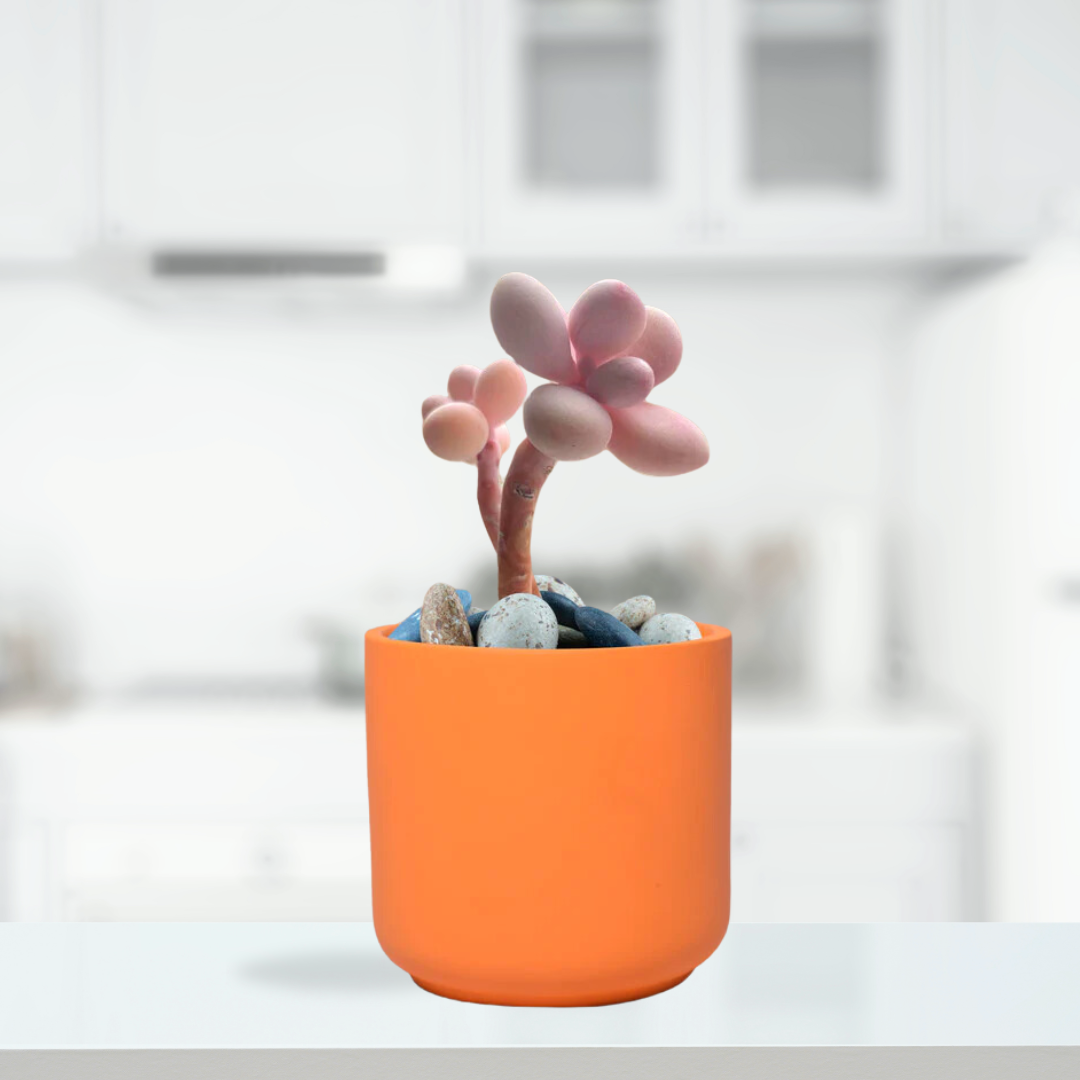 Zeno ceramic planter - lily shape
