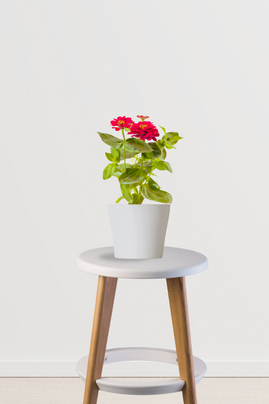 Zinnia flowering plant
