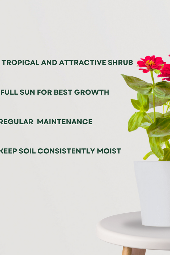 Zinnia flowering plant
