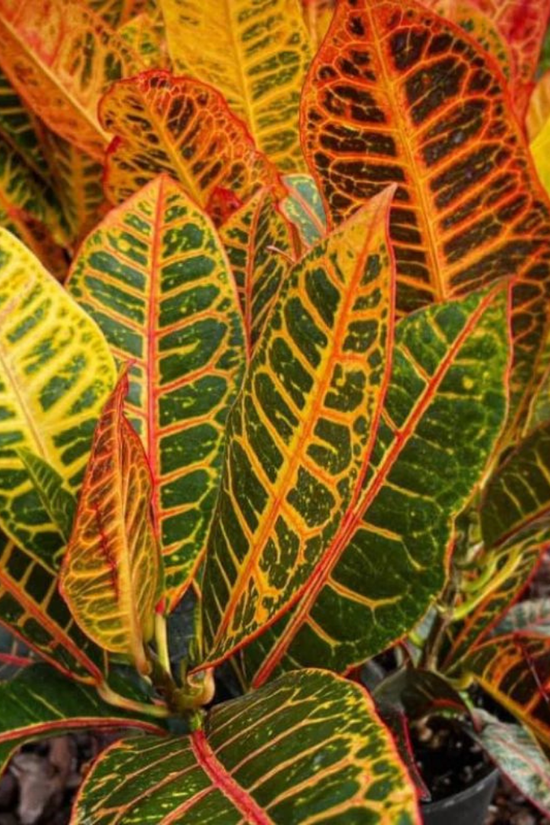 Colorful leaf plant with green, red, and yellow leaves.