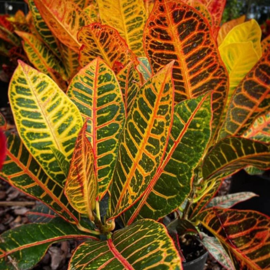 Colorful leaf plant with green, red, and yellow leaves.