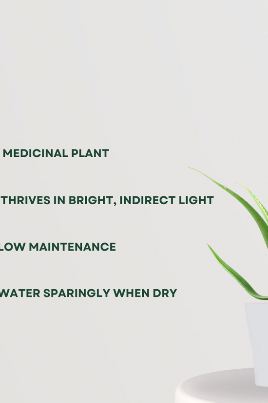 Aloe vera indoor plant
