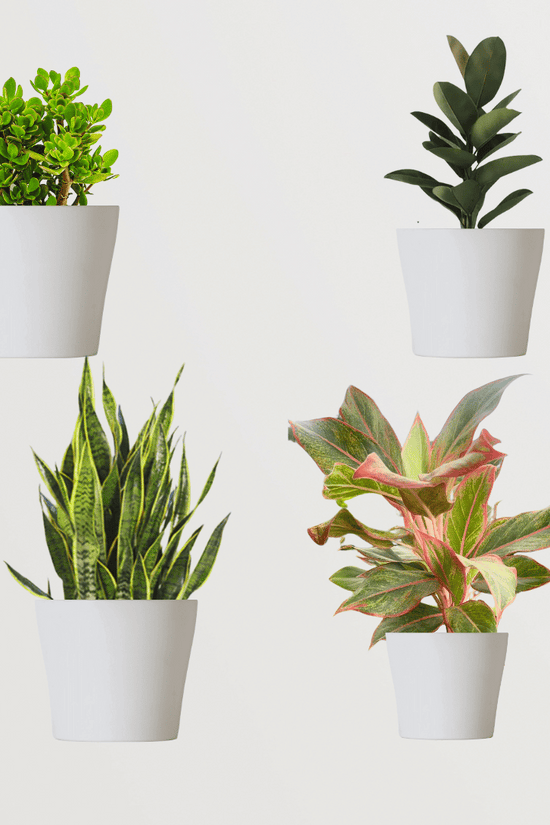 Air-cleaning plants combo
