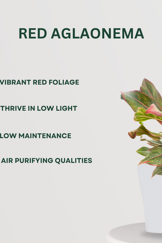 Air-cleaning plants combo
