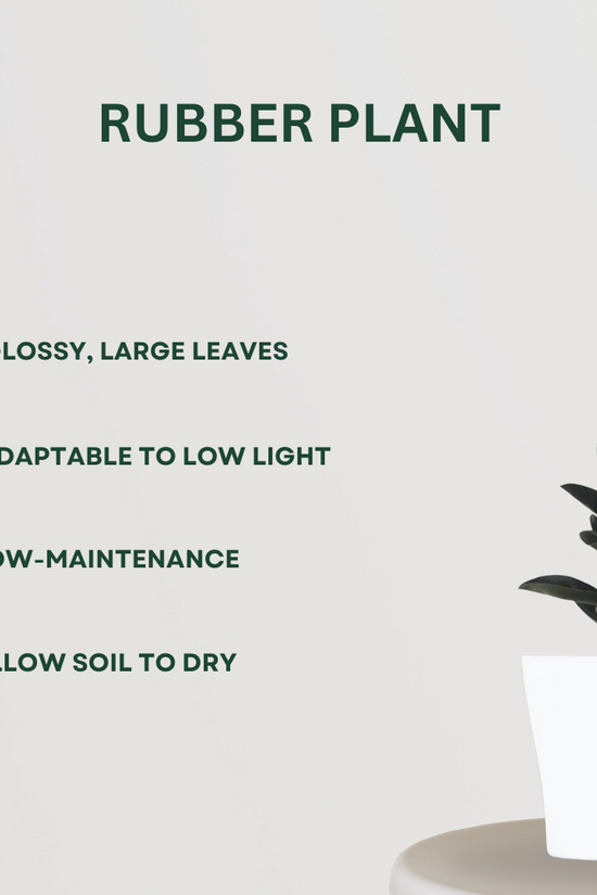 Air-cleaning plants combo
