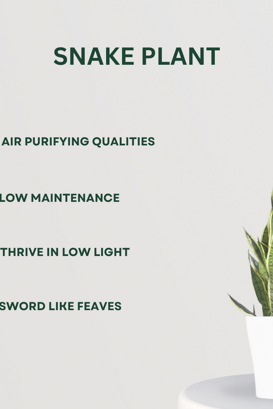 Air-cleaning plants combo
