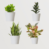 Beat The Air Pollution combo | Anti air pollution plants set | Plants for air purifying