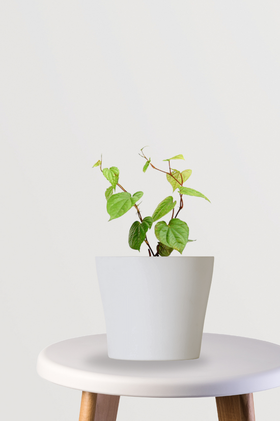Betel leaf plant for home use

