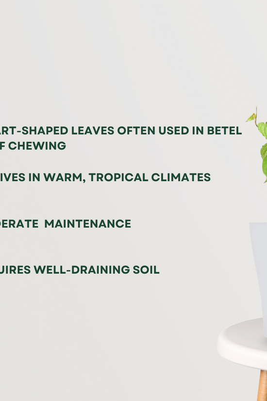 Betel leaf plant for home use
