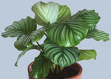 Calathea Orbifolia Medium