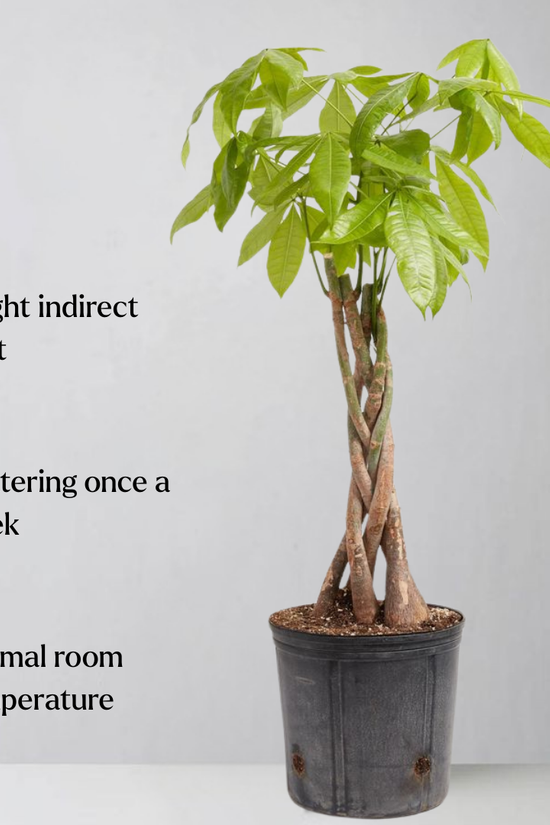 Potted plant with care instructions on a plain background