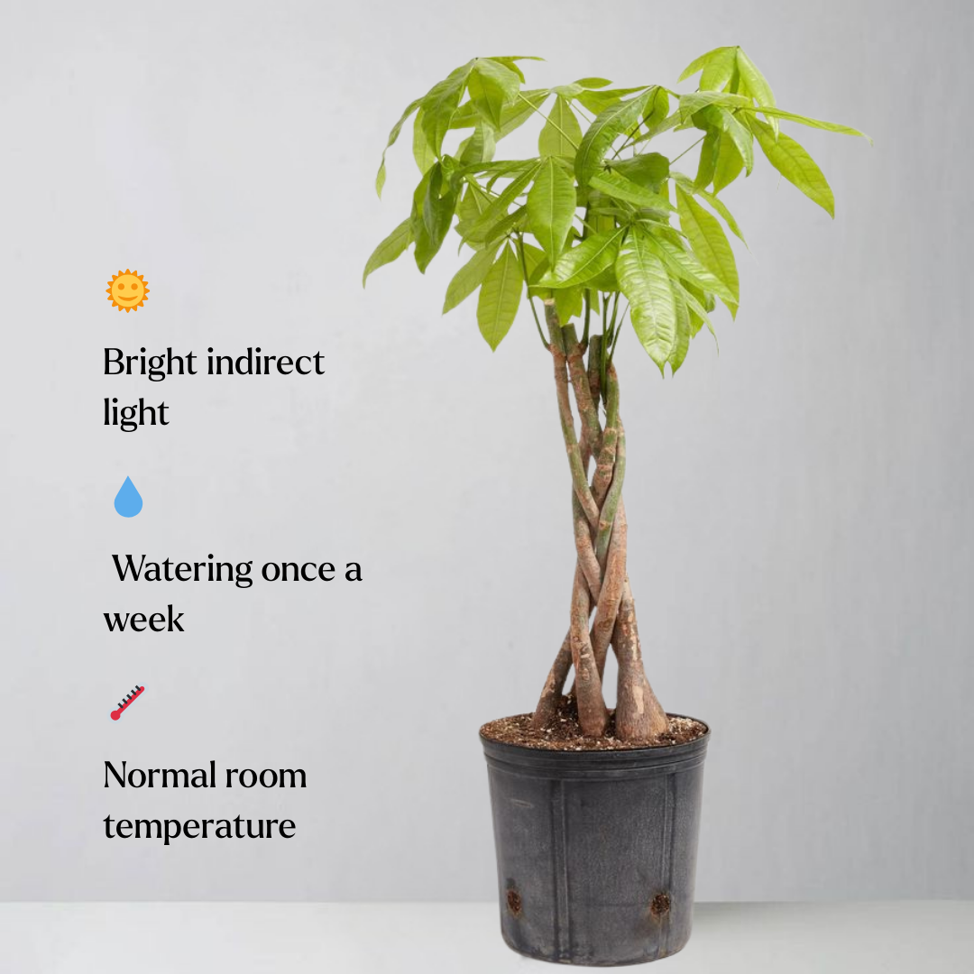 Potted plant with care instructions on a plain background